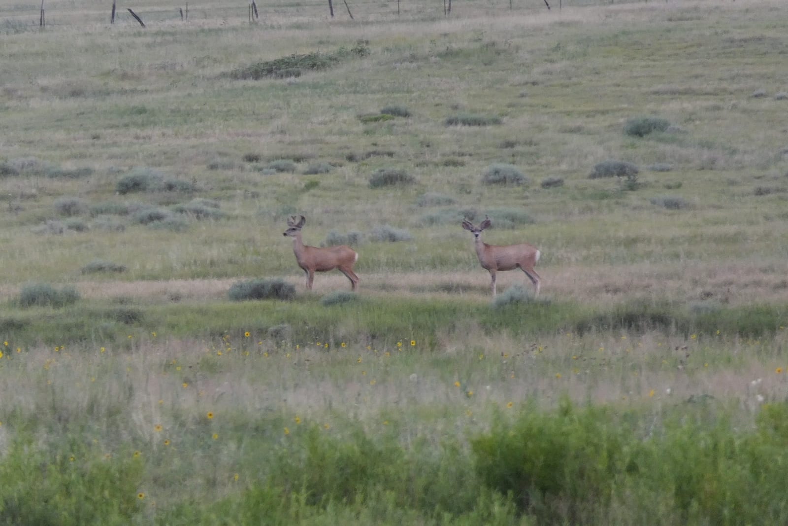 Two mule deer stand in a grassy field.