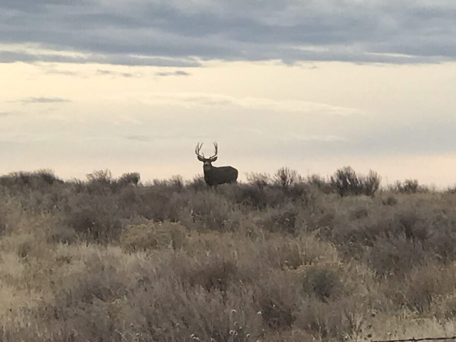 A mule deer stands in a field under a cloudy sky.